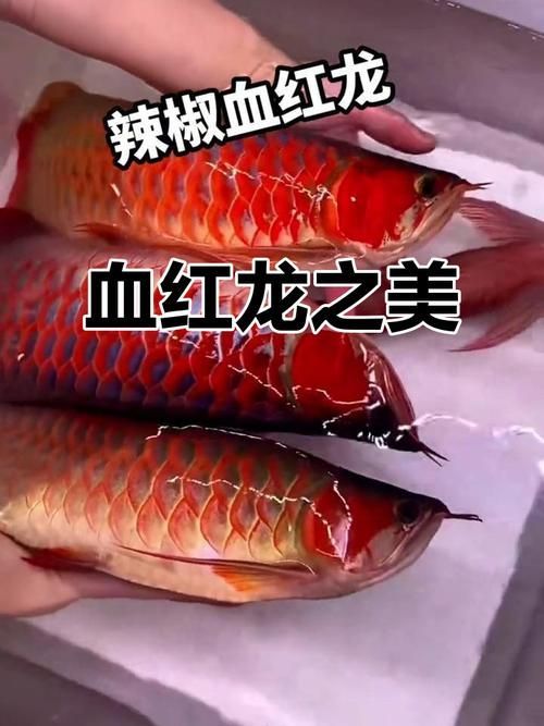 赤元素紅龍與其他紅龍魚品種有何區(qū)別？，赤元素紅龍與其他紅龍魚品種的核心區(qū)別