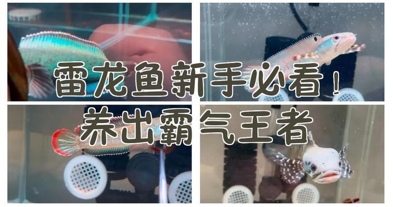 曼龍魚一次能產多少卵