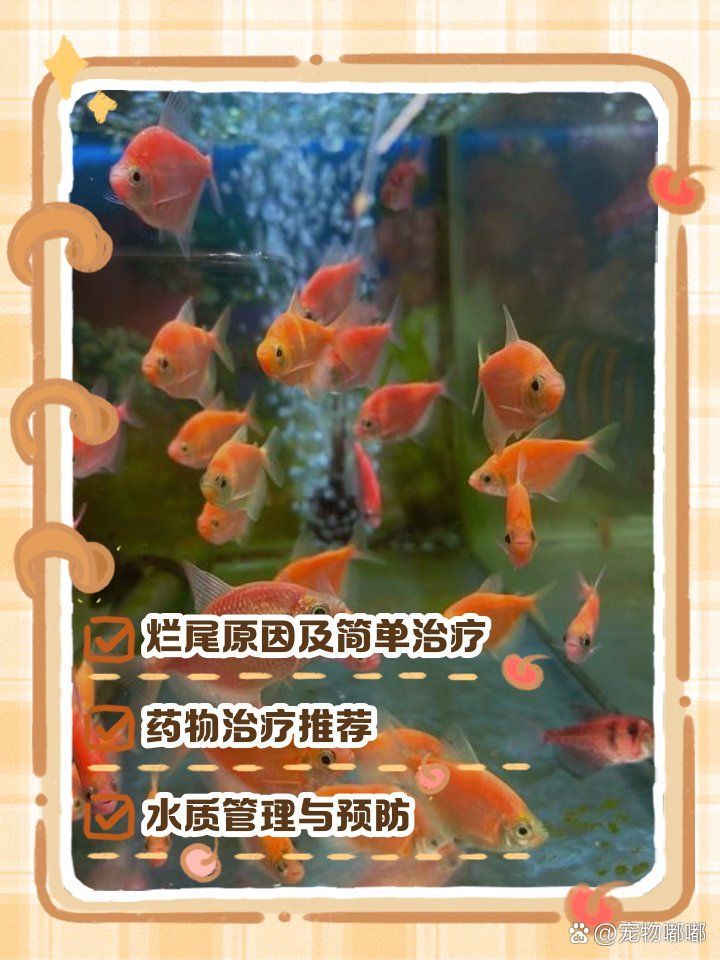 魚爛尾巴放鹽可以嗎，熱帶魚爛尾巴放鹽多久見效？