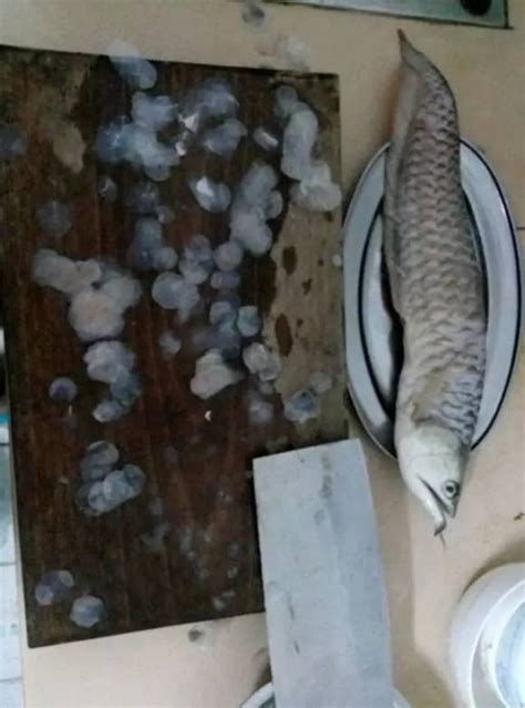 如何判斷龍魚嘴起泡是否嚴重？，判斷龍魚嘴起泡的嚴重程度不僅是為了確診，更是為了確診