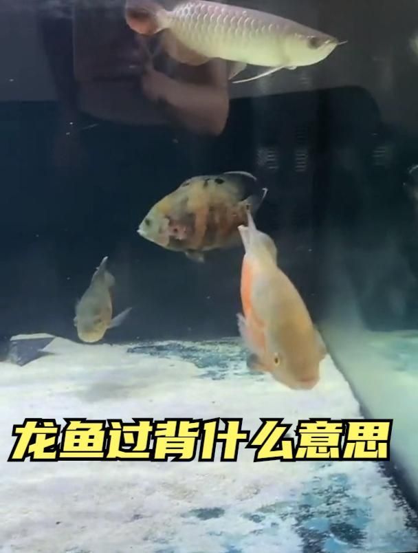 如何判斷一條魚是否能過背，判斷一條魚是否能“過背”，新手養(yǎng)龍魚值得了解全民小視頻 如何判斷一條魚是否能過背，判斷一條魚是否能“過背”，新手養(yǎng)龍魚值得了解全民小視頻 龍魚百科 第1張