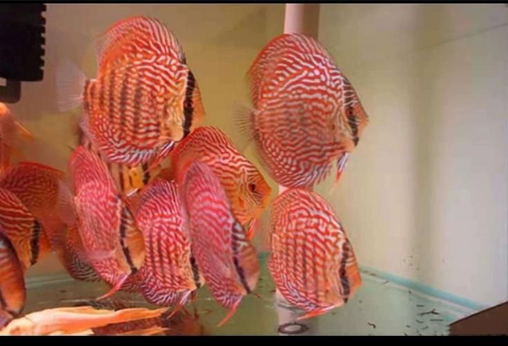 有哪些名貴魚種，關(guān)于名貴魚種的介紹