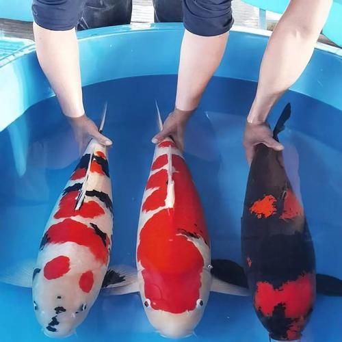 有哪些名貴魚種，關(guān)于名貴魚種的介紹