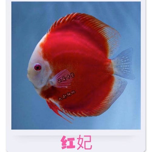 有哪些名貴魚種，關(guān)于名貴魚種的介紹