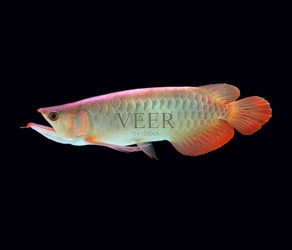 有哪些名貴魚種，關(guān)于名貴魚種的介紹