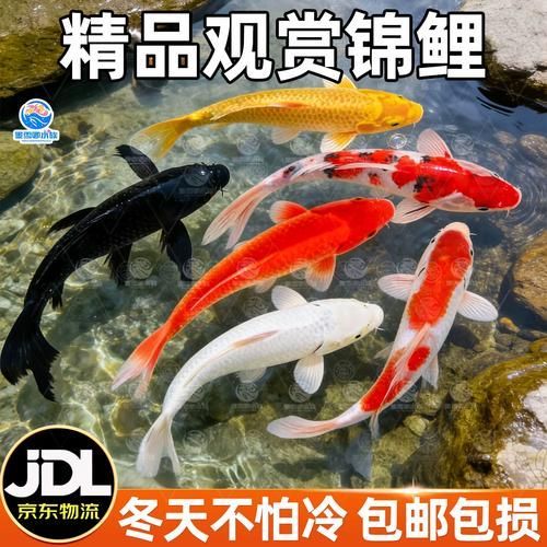 有哪些名貴魚種，關(guān)于名貴魚種的介紹