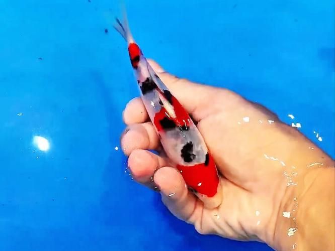 有哪些名貴魚種，關(guān)于名貴魚種的介紹