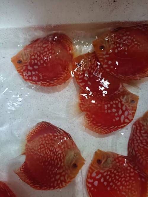 有哪些名貴魚種，關(guān)于名貴魚種的介紹