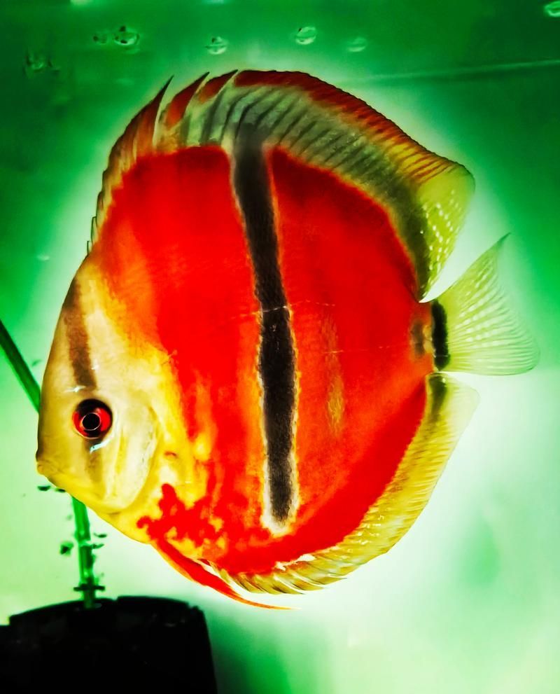 有哪些名貴魚種，關(guān)于名貴魚種的介紹