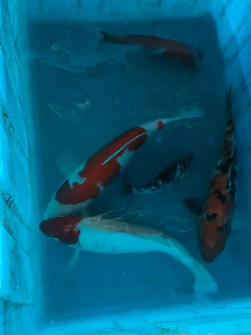 有哪些名貴魚種，關(guān)于名貴魚種的介紹