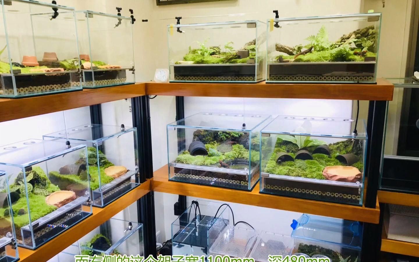 科學飼養火龍魚蠑螈需要哪些設備，火龍魚蠑螈飼養設備清單
