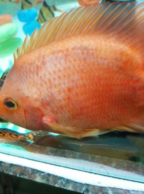 給我一些判斷迷你鸚鵡魚鰭根部充血的圖片示例，判斷迷你鸚鵡魚鰭根部充血的圖片示例，如何預防迷你鸚鵡魚鰭根部充血