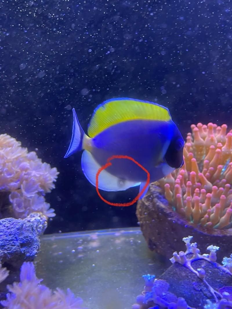 給我一些判斷迷你鸚鵡魚鰭根部充血的圖片示例，判斷迷你鸚鵡魚鰭根部充血的圖片示例，如何預防迷你鸚鵡魚鰭根部充血