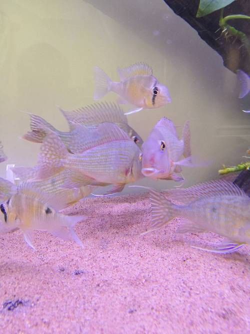 給我一些判斷迷你鸚鵡魚鰭根部充血的圖片示例，判斷迷你鸚鵡魚鰭根部充血的圖片示例，如何預防迷你鸚鵡魚鰭根部充血