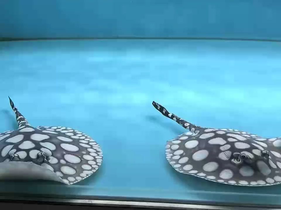 小年快樂，祝大家如魚得水，一順百順，中國傳統節日之一小伙不帥_人見人愛評論