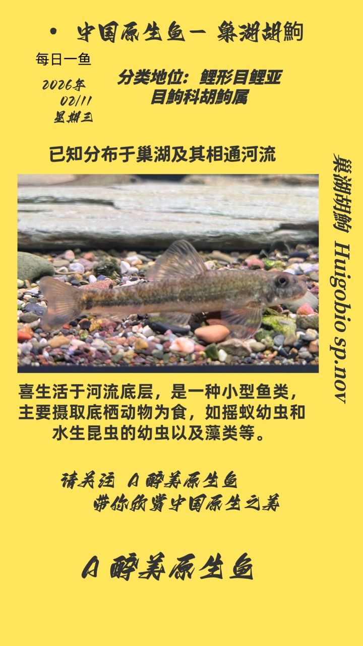 巢湖胡鮈，安徽巢湖地區特有的淡水魚類，是當地居民餐桌上的常見食材