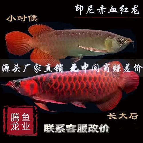 紅龍和金龍哪種貴，紅龍魚和金龍魚哪個更受歡迎
