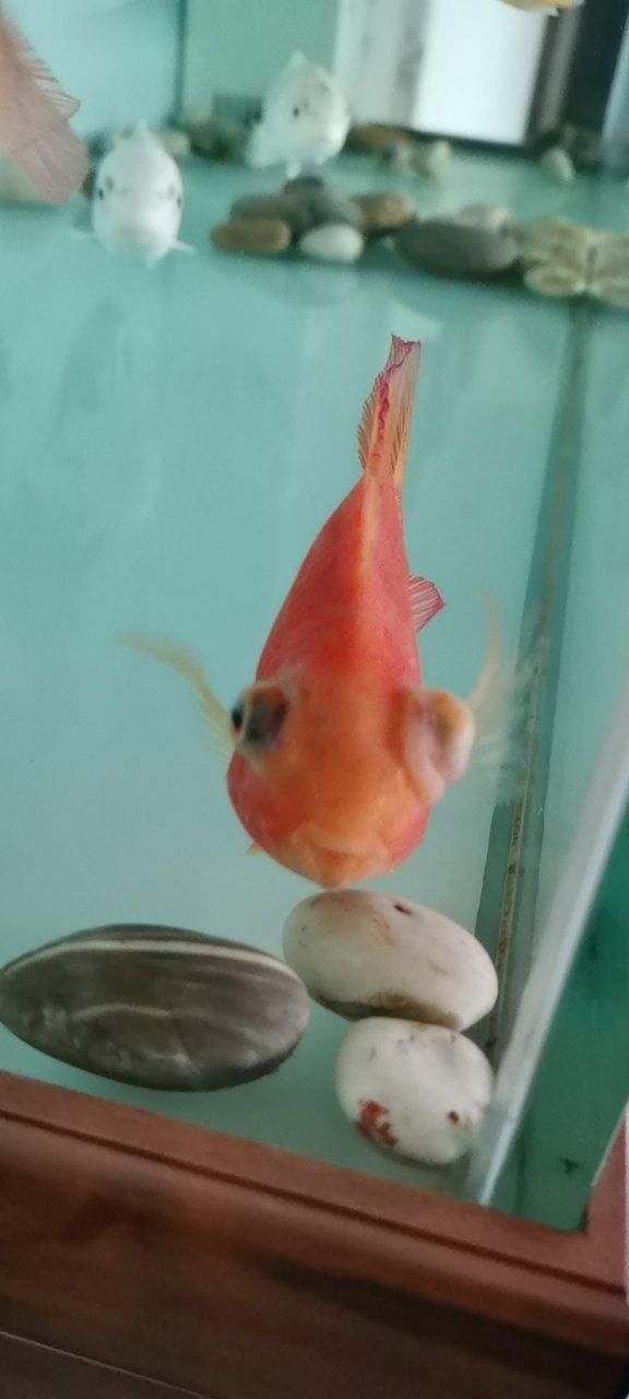魚類常見細菌性疾病，renibacteriumsalmoninarum細菌性疾病科普