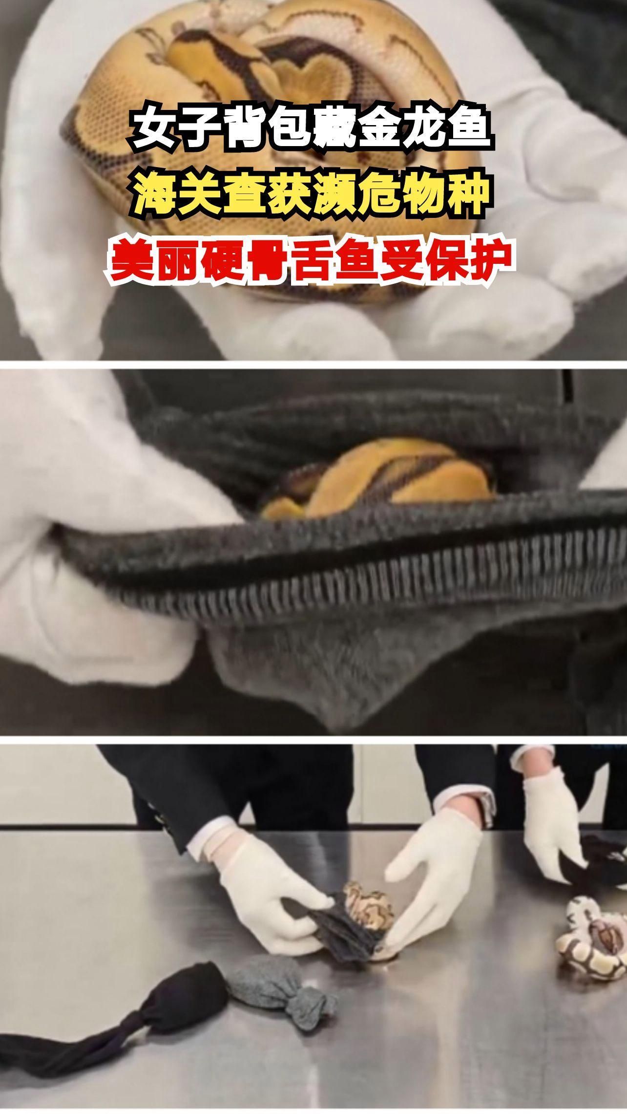 有哪些金龍魚品種是瀕危的，金龍魚的瀕危物種