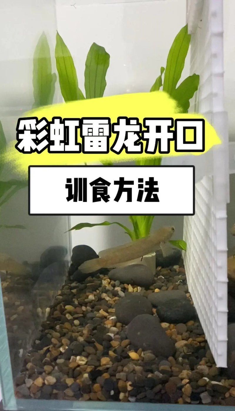 七彩雷龍魚多久喂一次合適，七彩雷龍魚吃什么飼料最好
