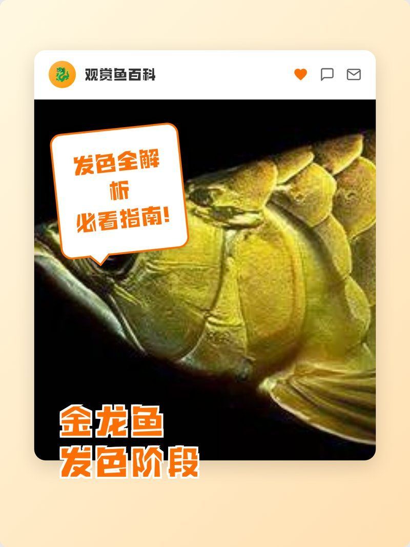 金頭過背金龍魚多久發色一次，如何判斷金頭過背金龍魚是否發色