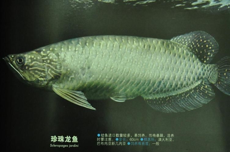 南明龍魚有哪些品種？，南明龍魚有哪些獨特特征，南明龍魚的價格是多少