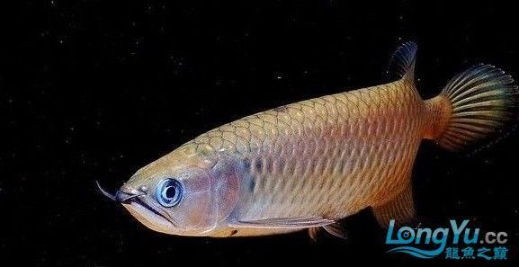 南明龍魚有哪些品種？，南明龍魚有哪些獨特特征，南明龍魚的價格是多少