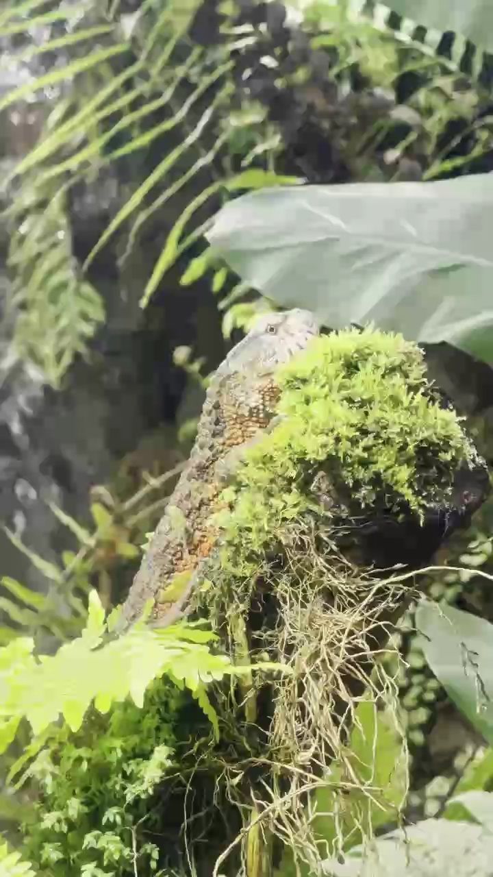蜥蜴，久駿評論：蜥蜴的生態與保護，蜥蜴是一類多樣化的爬行動物