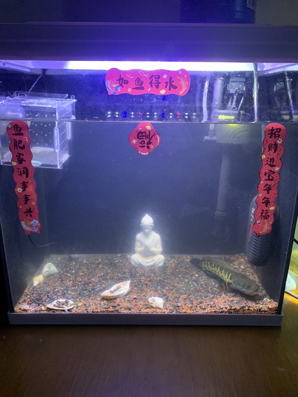 招財(cái)進(jìn)寶，魚(yú)肥家潤(rùn)。漸漸的成長(zhǎng)，慢慢的發(fā)財(cái)。[aini]，招財(cái)進(jìn)寶，魚(yú)肥家潤(rùn)