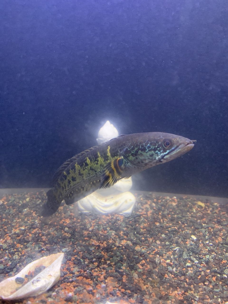 招財(cái)進(jìn)寶，魚(yú)肥家潤(rùn)。漸漸的成長(zhǎng)，慢慢的發(fā)財(cái)。[aini]，招財(cái)進(jìn)寶，魚(yú)肥家潤(rùn)