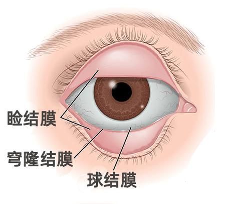 眼睛白膜如何預防，權威醫學指南（conjunctiva）眼睛白膜預防指南