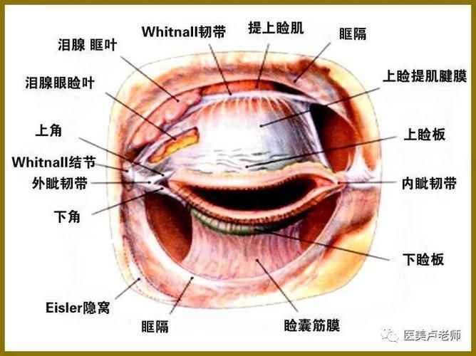 眼睛白膜如何預防，權威醫學指南（conjunctiva）眼睛白膜預防指南
