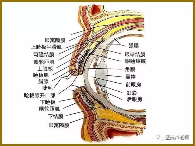 眼睛白膜如何預防，權威醫學指南（conjunctiva）眼睛白膜預防指南