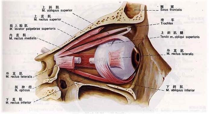 眼睛白膜如何預防，權威醫學指南（conjunctiva）眼睛白膜預防指南