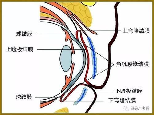 眼睛白膜如何預防，權威醫學指南（conjunctiva）眼睛白膜預防指南