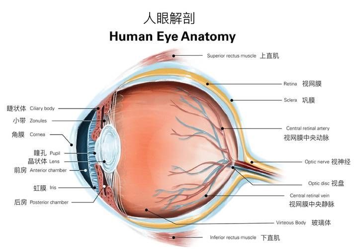 眼睛白膜如何預防，權威醫學指南（conjunctiva）眼睛白膜預防指南