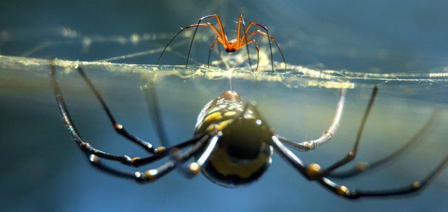 能否詳細解釋蜘蛛的交尾策略，arxiv論文助手arxiv論文助手（pedipalps）