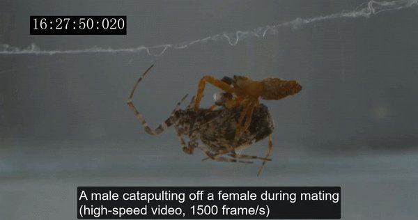 能否詳細解釋蜘蛛的交尾策略，arxiv論文助手arxiv論文助手（pedipalps）