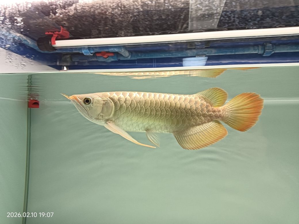 入缸4個月，“入缸”的重要性