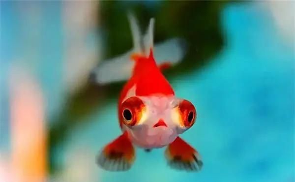 如何提升觀賞魚的色彩鮮艷度，如何提高觀賞魚的色彩鮮艷度？