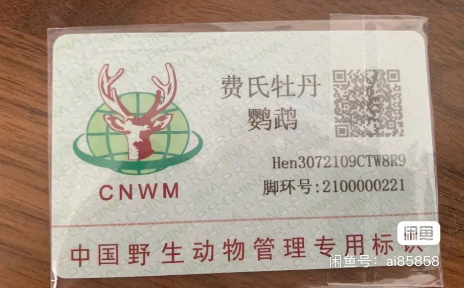 特色牡丹鸚鵡，牡丹鸚鵡是一種美麗而有趣的寵物