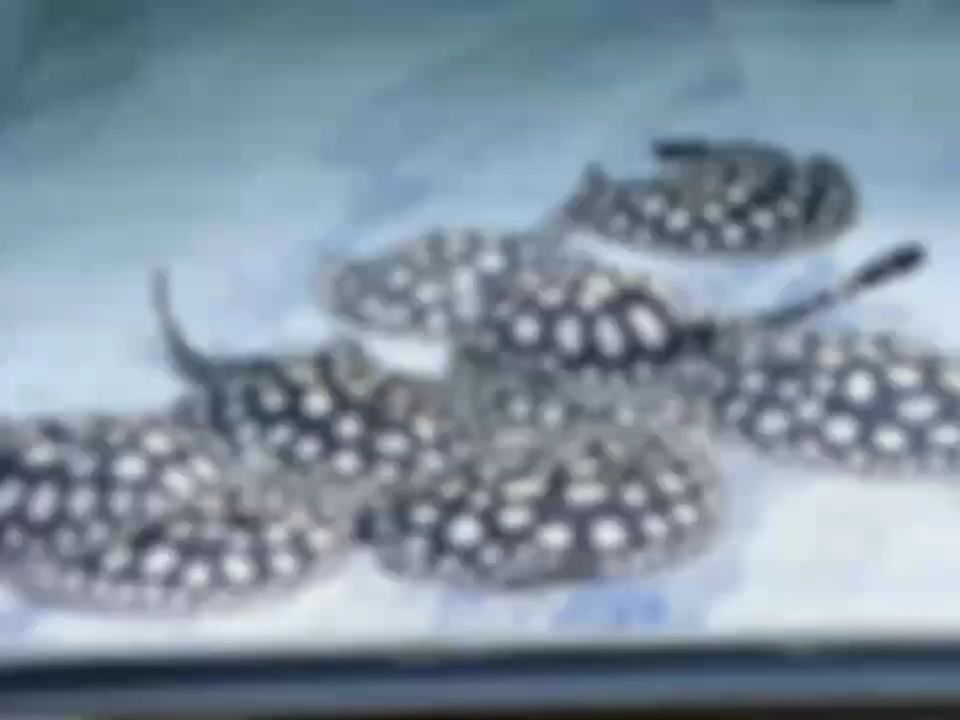 基因決定品相，血統成就高度，純血之美，基因決定品相，血統成就高度
