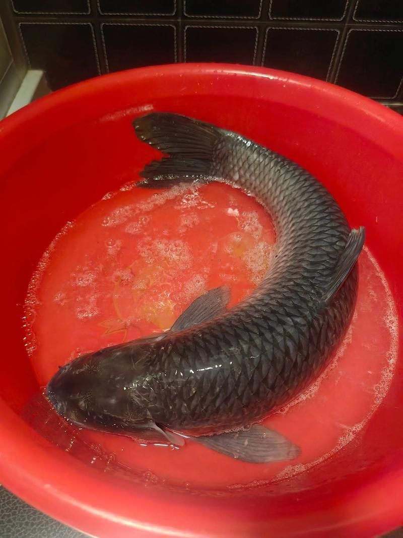 推薦一些其他吃螺卵的魚種，關(guān)于水產(chǎn)養(yǎng)殖與水族生態(tài)管理