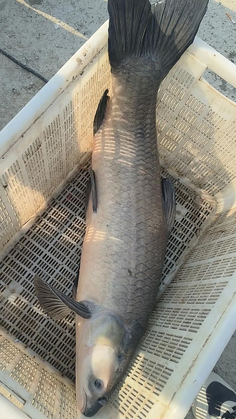 推薦一些其他吃螺卵的魚種，關(guān)于水產(chǎn)養(yǎng)殖與水族生態(tài)管理