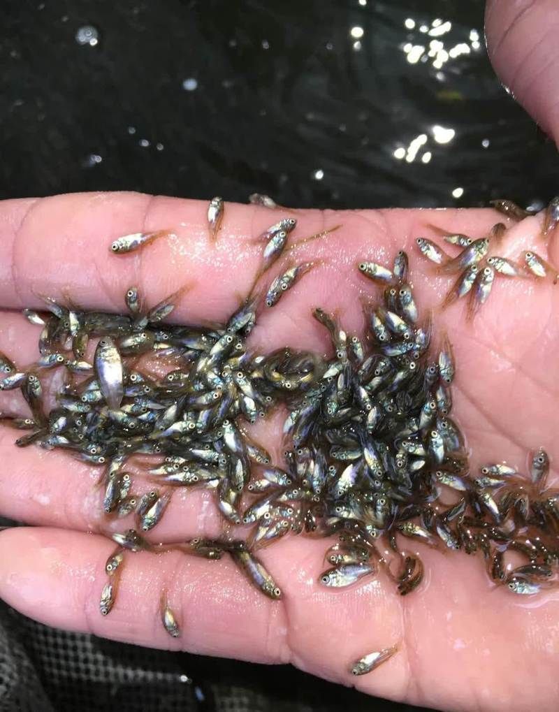 推薦一些其他吃螺卵的魚種，關(guān)于水產(chǎn)養(yǎng)殖與水族生態(tài)管理