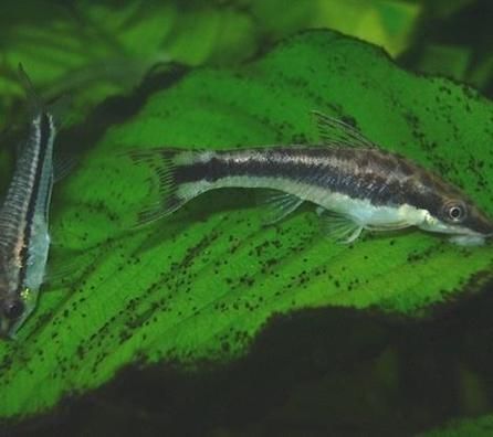 推薦一些其他吃螺卵的魚種，關(guān)于水產(chǎn)養(yǎng)殖與水族生態(tài)管理