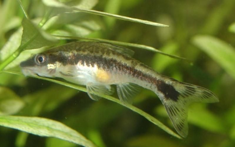 推薦一些其他吃螺卵的魚種，關(guān)于水產(chǎn)養(yǎng)殖與水族生態(tài)管理