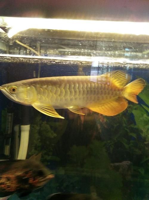 詳解過背金龍魚與寶石金龍魚的區別，寶石金龍魚和過背金龍魚的區別