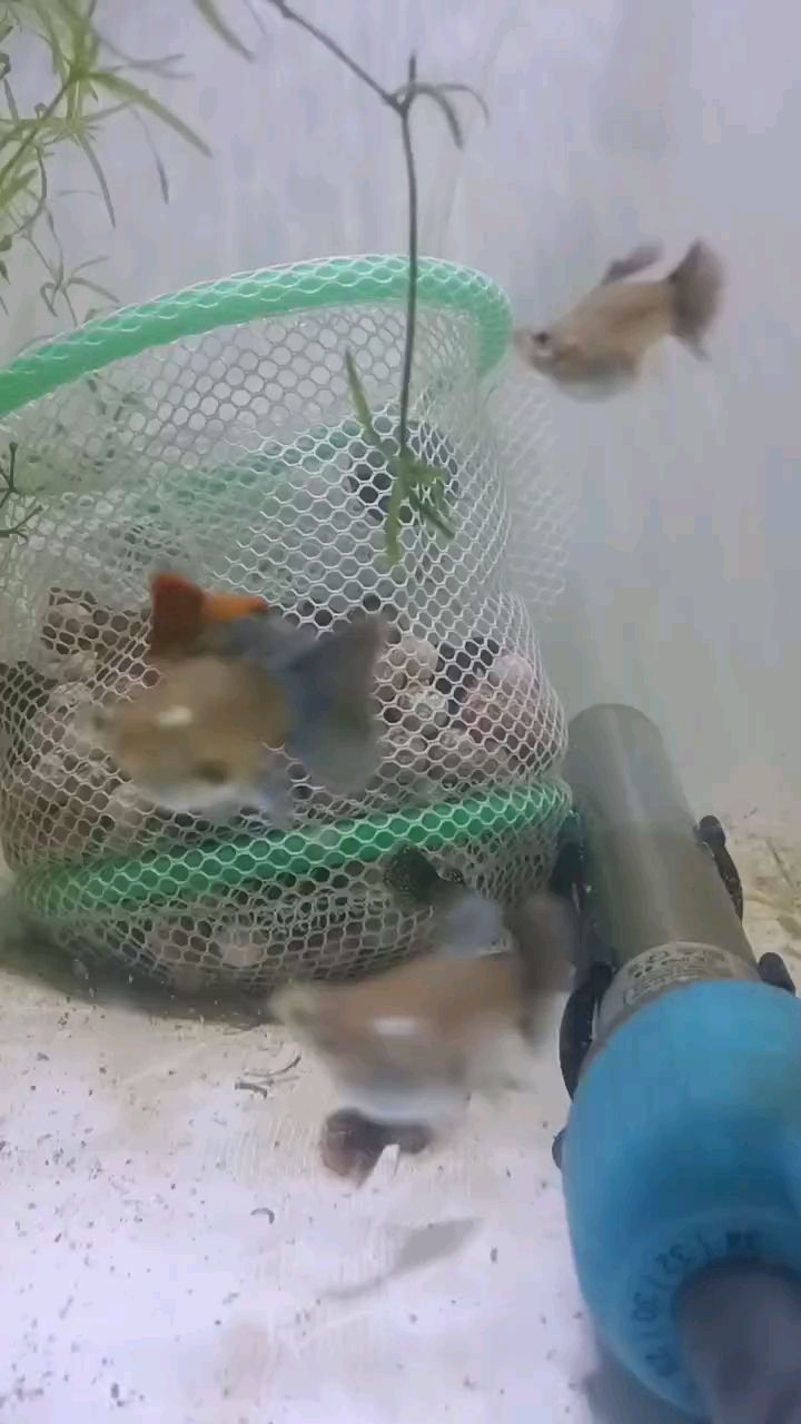 孔雀魚#龍鱗球球，超可愛，孔雀魚#龍鱗球球，超可愛的龍鱗球球，超可愛