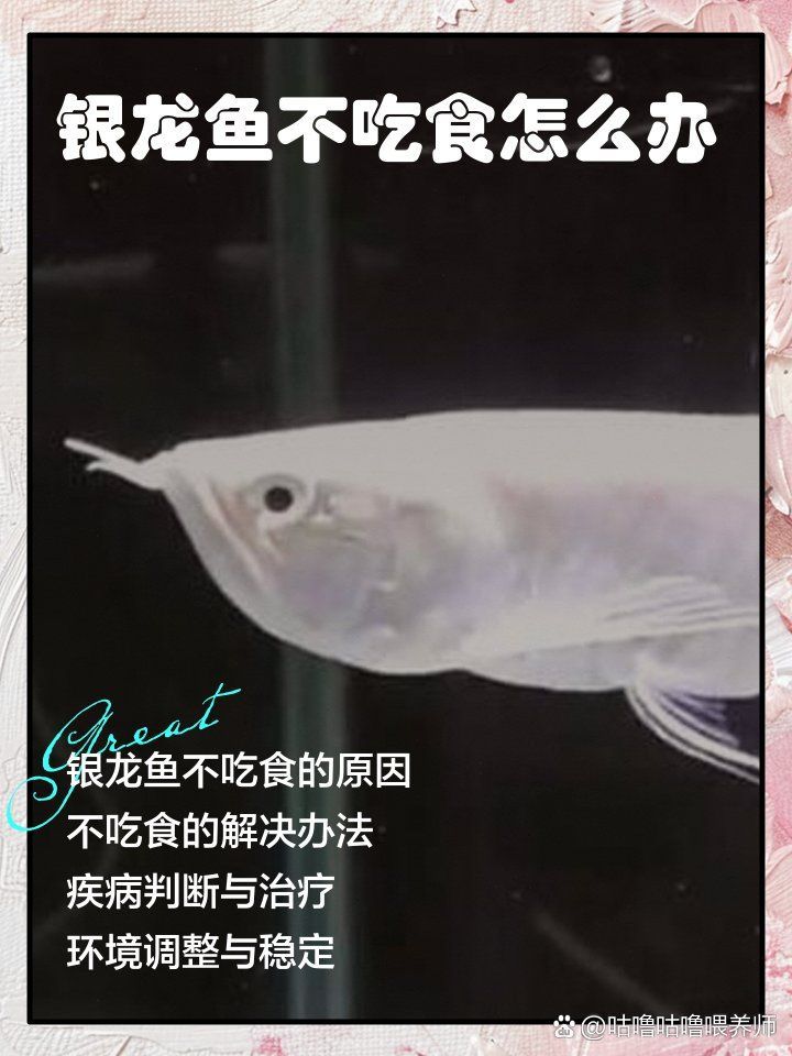 有哪些常見銀龍魚疾病，銀龍魚常見疾病及其簡要描述 有哪些常見銀龍魚疾病，銀龍魚常見疾病及其簡要描述 龍魚百科 第1張